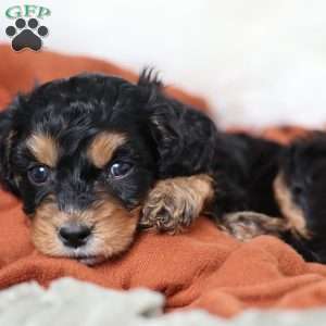 Rainbow, Cavapoo Puppy